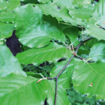 Varifrån kommer möglet?