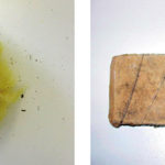 Mikrobiella skador i vattenskador.