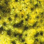 Generalisera inte om mögel