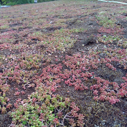 Gröna tak är en integrerad del av en hållbar och klimatanpassad stadsutveckling. Under de senaste mer än 20 åren har det byggts en ansenlig mängd gröna tak som nu behöver utvecklas genom optimerad skötsel.