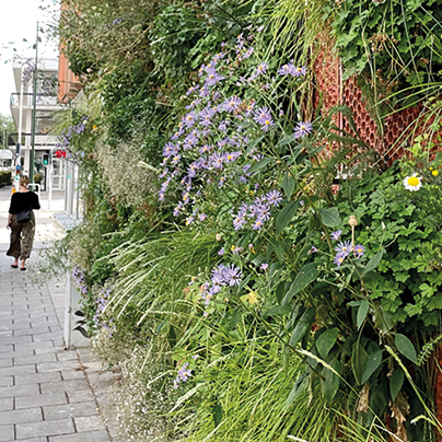 I takt med att skandinaviska städer förtätas och klimatförändringarna leder till ökade regnmängder och fler värmeböljor, ökar behovet av naturbaserade lösningar som kan integreras i den byggda miljön. I täta stadsmiljöer där markytor är begränsade har intresset för byggnadsintegrerad grönska vuxit.